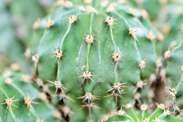 Cactus spikes