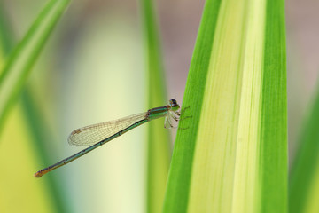 Backgroung of dragon fly