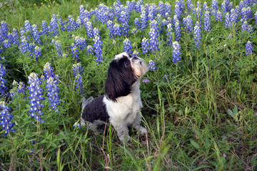 Training Side View/Shih Tzu in Texas Blue Bonnet Flowers