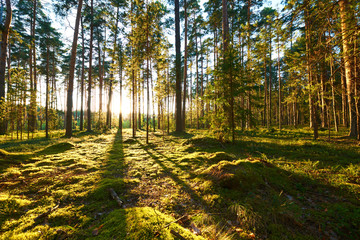 Obraz premium Sunrise in pine forest