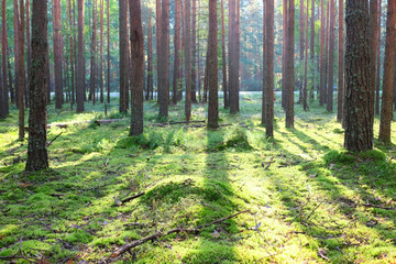 Obraz premium Sunrise in pine forest