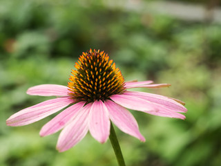 Nahaufnahme der Blüte eines purpurnen Sonnenhuts Echinacea