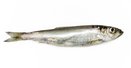 herring on a white background