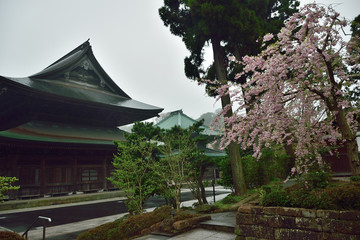 Japanese Zen Temple & Cherry Blossoms