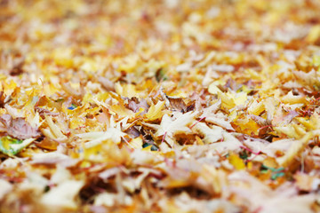 Autumn leaves on ground