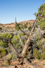 Fototapeta na wymiar Canyonlands National Park, Utah juniper