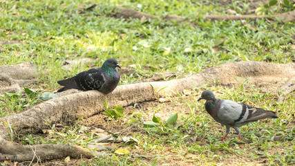 Pigeon in The park, Thailand