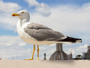 gull on the outlook above historical center of Rome