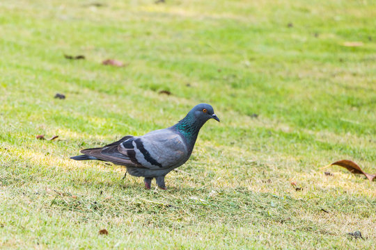 Pigeon in The park, Thailand