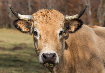 portrait de vache