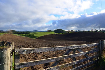 Paysage vert de Nouvelle-zélande 