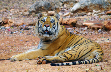 KANCHANABURI, THAILAND - January 10, 2015: Tiger in Tiger Temple