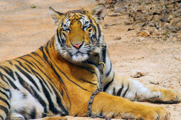 KANCHANABURI, THAILAND - January 10, 2015: Tiger in Tiger Temple