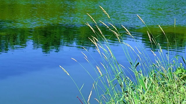 on the lake on the shore in the background of blue water a clump of tall grass blooms	