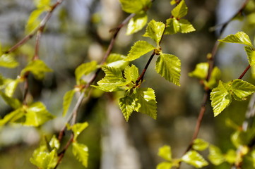 Intensely green leaves on birch against blue sky