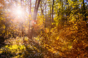 Sunny Day In Autumn Sunny Forest Trees. Nature Woods,  Sunlight 