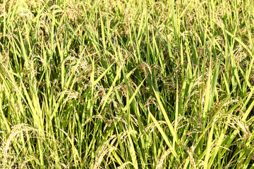 Green rice plant