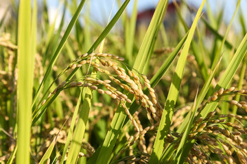 Green rice plant