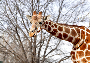 African Giraffe walking thru trees