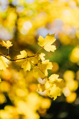 Wallpaper, background, yellow autumn leaves on the tree and on the grass
