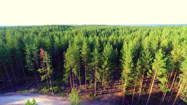 Green trees landscape. Aerial view