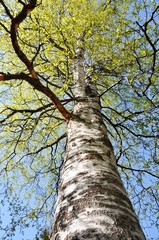 Look up the stem of the intensely green birch
