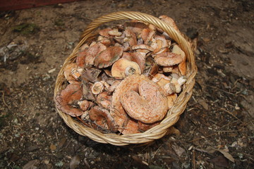 Saffron milk cap and red pine mushroom (Lactarius deliciosus)