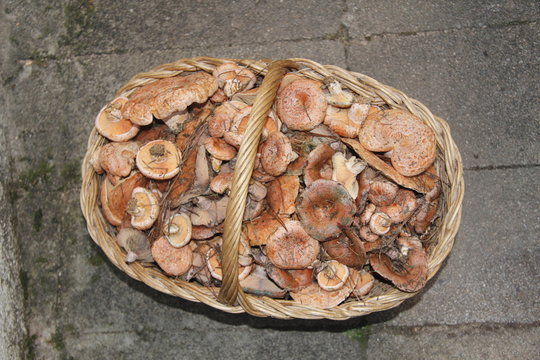 Saffron milk cap and red pine mushroom (Lactarius deliciosus)