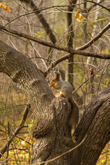 squirrel on the white background