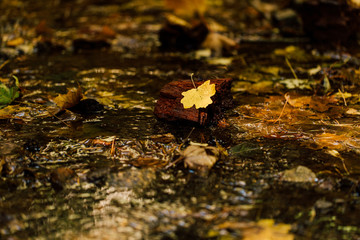 Wallpaper, background, yellow autumn leaves on the tree and on the grass