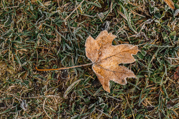 Wallpaper maple leaf covered with frost in autumn