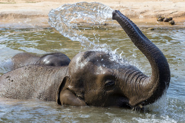 a pair of elephants relaxes in the water