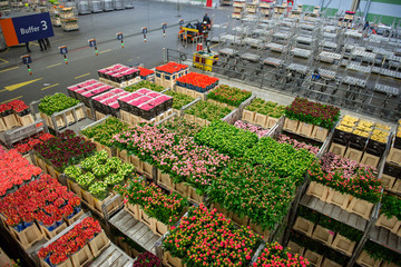 Big flower market in Netherland