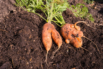 Abnormal carrot roots