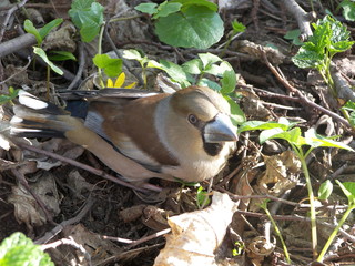 Grubodziób © Miloslaw