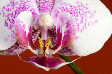 Orquídea Phalaenopsis
