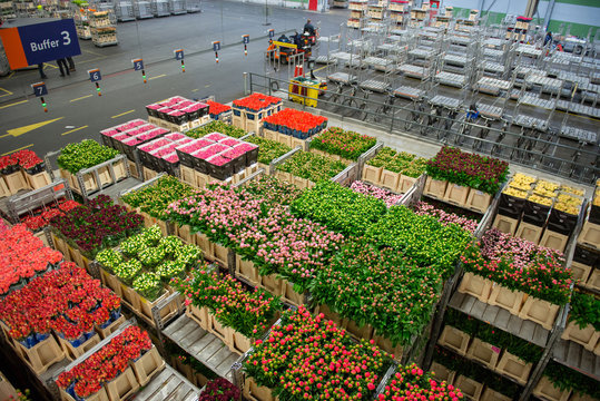 Fototapeta Big flower market in Netherland