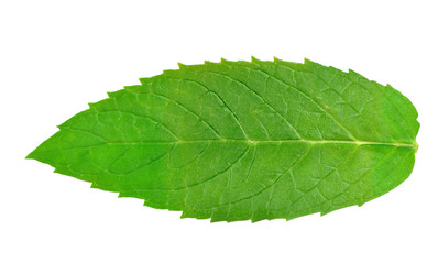 leaf of mint isolated on a white background