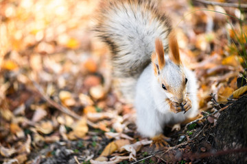 Grey squirrel eat seed in autumn forest