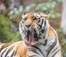 Fototapeta na wymiar Tiger (Panthera tigris) closeup. Generic Tiger Yawning in Captivity.