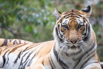 Tiger (Panthera tigris) closeup. Generic Tiger Portrait In Captivity.