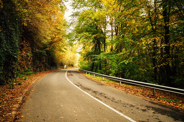 Autumn road