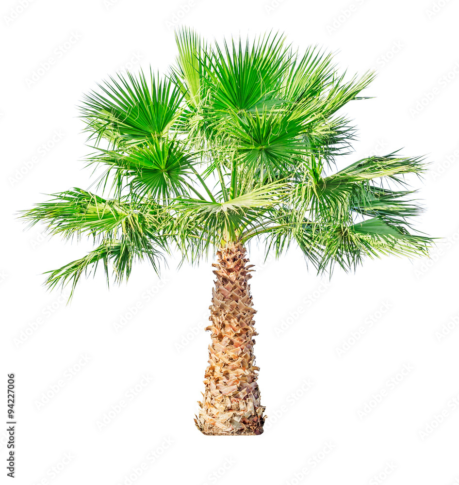 Wall mural palm tree isolated on white background