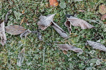 Wallpaper autumn leaves covered with frost