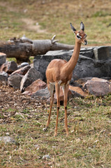 Gerenuk female standing in savannah