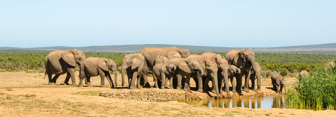 Elefanti, famiglia - Addo Elephants Park - Sudafrica