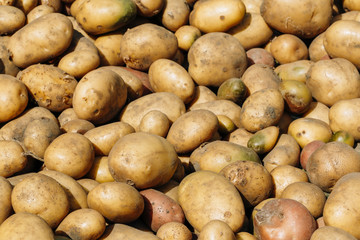 Fresh Organic Young Raw Brown Potatoes On Local Agricultural Veg