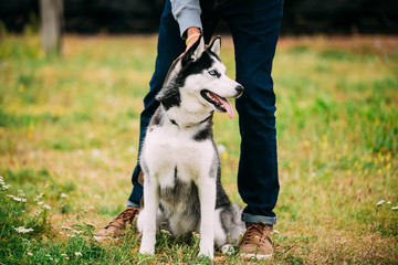 Young Happy Husky Puppy Eskimo Dog Outdoor In Autumn