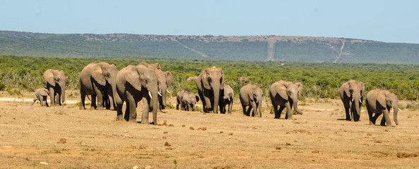Elefanti, famiglia - Addo Elephants Park - Sudafrica