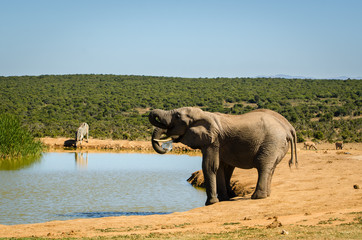 Elefanti, famiglia - Addo Elephants Park - Sudafrica